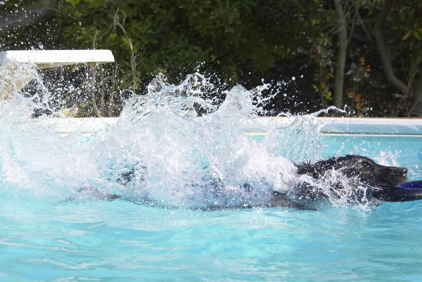 Animal, Animals, Canine, Canines, Dog, Dogs, Flatcoated, Land Mammal, Land Mammals, Loki, Play, Playing, Playtime, Pool, Retriever, Splash, Swimming, Terrestrial Mammal, Terrestrial Mammals