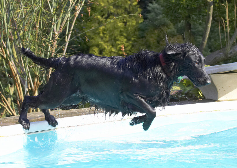 Animal, Animals, Canine, Canines, Dive, Diving, Dog, Dogs, Flatcoated, Land Mammal, Land Mammals, Loki, Play, Playing, Playtime, Pool, Retriever, Swimming, Terrestrial Mammal, Terrestrial Mammals