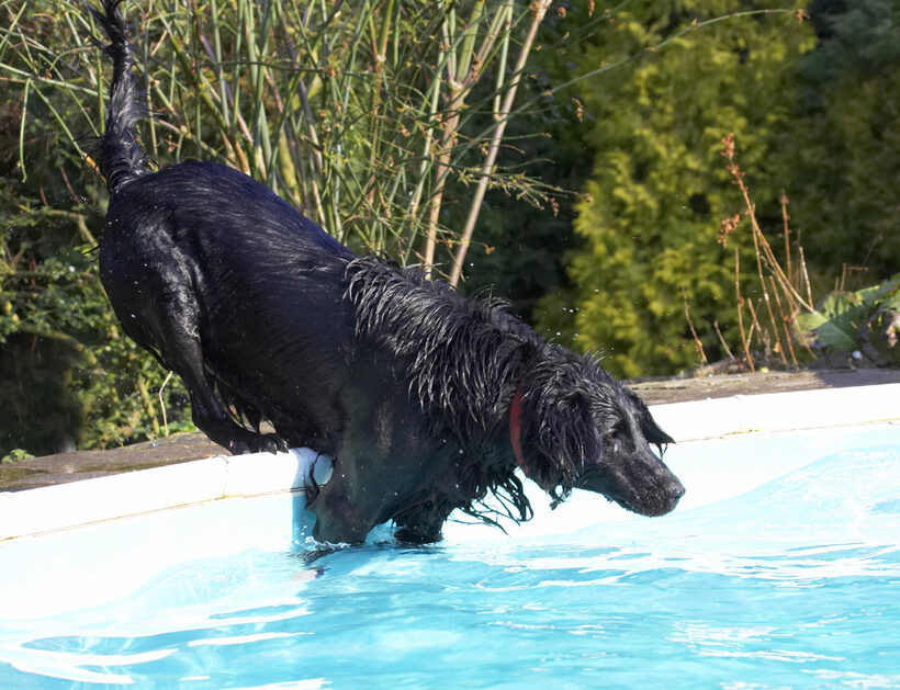 Animal, Animals, Canine, Canines, Dive, Diving, Dog, Dogs, Flatcoated, Land Mammal, Land Mammals, Loki, Play, Playing, Playtime, Pool, Retriever, Swimming, Terrestrial Mammal, Terrestrial Mammals