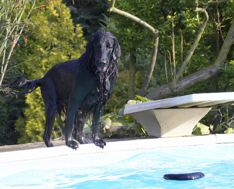 Animal, Animals, Canine, Canines, Dog, Dogs, Flatcoated, Land Mammal, Land Mammals, Loki, Play, Playing, Playtime, Pool, Retriever, Swimming, Terrestrial Mammal, Terrestrial Mammals
