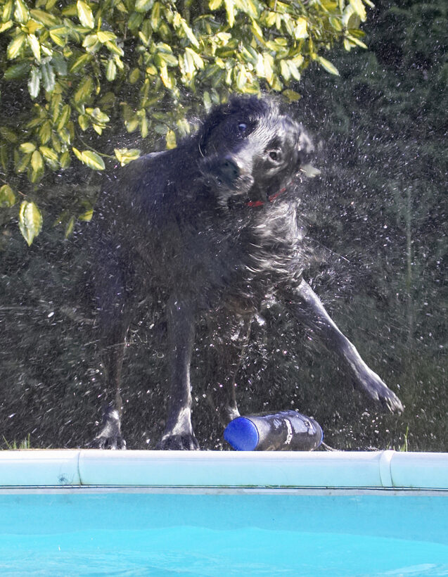 Animal, Animals, Canine, Canines, Dog, Dogs, Flatcoated, Land Mammal, Land Mammals, Loki, Play, Playing, Playtime, Pool, Retriever, Shake, Shaking, Swimming, Terrestrial Mammal, Terrestrial Mammals