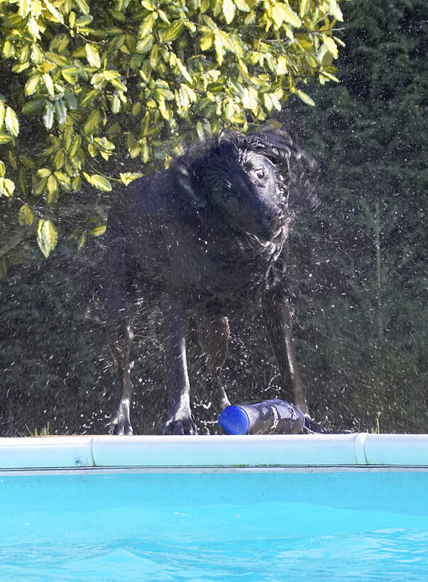 Animal, Animals, Canine, Canines, Dog, Dogs, Flatcoated, Land Mammal, Land Mammals, Loki, Play, Playing, Playtime, Pool, Retriever, Shake, Shaking, Swimming, Terrestrial Mammal, Terrestrial Mammals