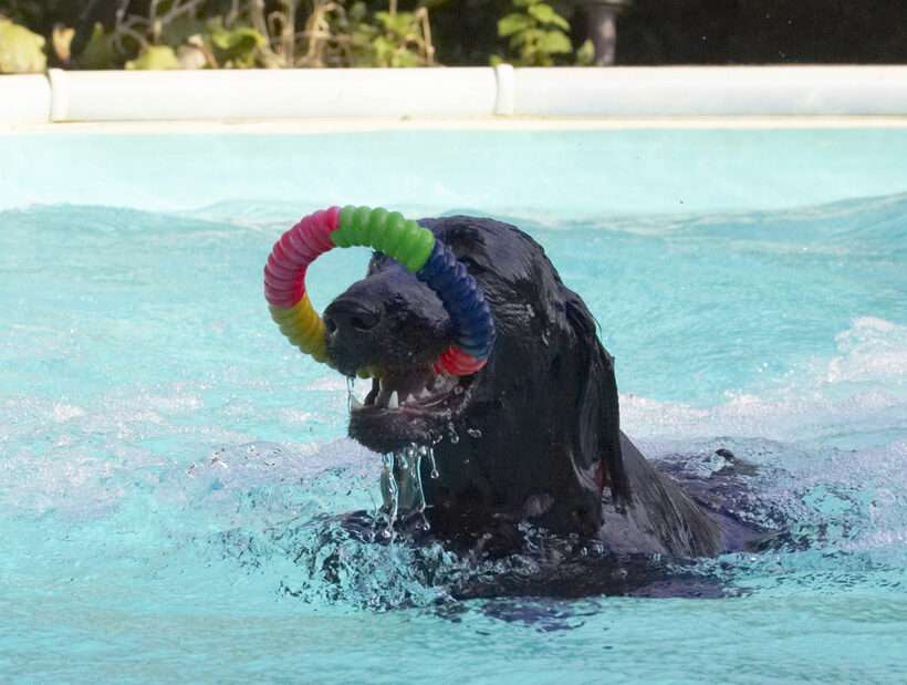 Animal, Animals, Canine, Canines, Dog, Dogs, Flatcoated, Land Mammal, Land Mammals, Loki, Play, Playing, Playtime, Pool, Retriever, Swimming, Terrestrial Mammal, Terrestrial Mammals