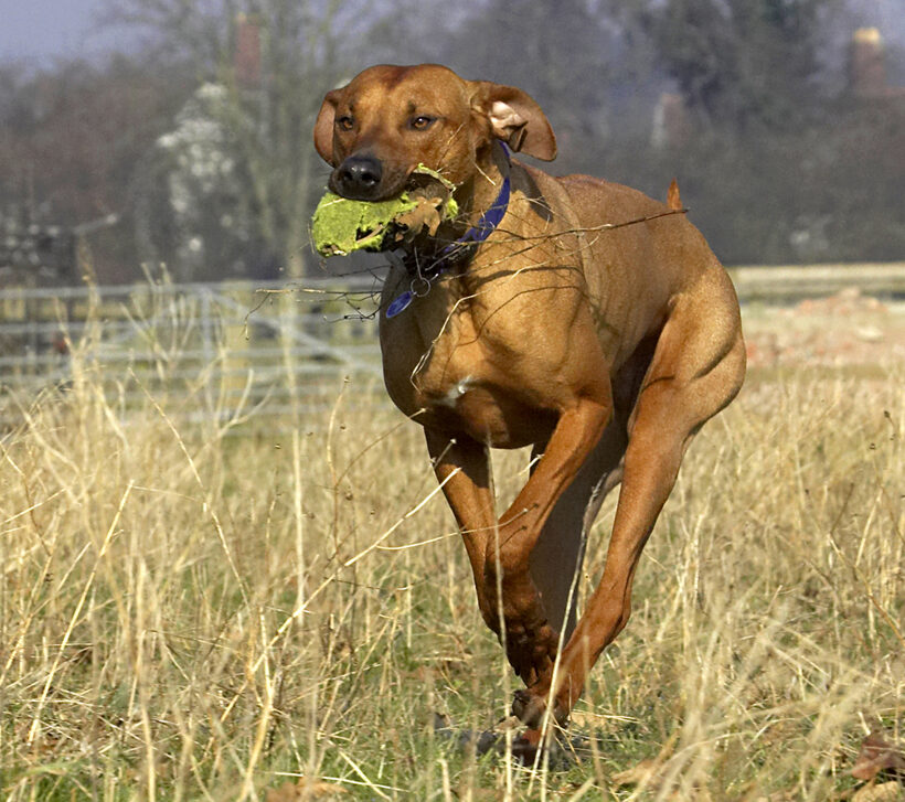 Animal, Animals, Ball, Canine, Canines, Dog, Dogs, Land Mammal, Land Mammals, Play, Playing, Playtime, Rhodesian, Ridgeback, Run, Running, Simba, Terrestrial Mammal, Terrestrial Mammals