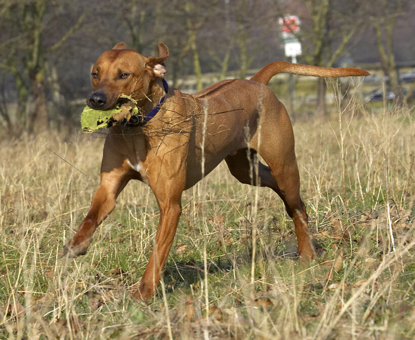 Animal, Animals, Ball, Canine, Canines, Dog, Dogs, Land Mammal, Land Mammals, Play, Playing, Playtime, Rhodesian, Ridgeback, Run, Running, Simba, Terrestrial Mammal, Terrestrial Mammals