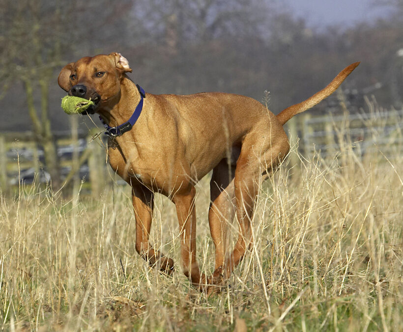Animal, Animals, Ball, Canine, Canines, Dog, Dogs, Land Mammal, Land Mammals, Play, Playing, Playtime, Rhodesian, Ridgeback, Run, Running, Simba, Terrestrial Mammal, Terrestrial Mammals