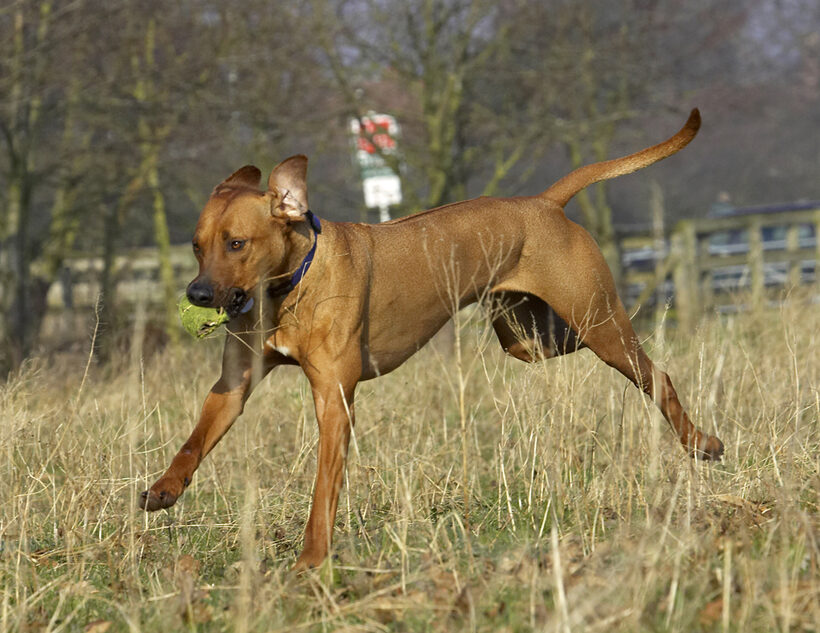 Animal, Animals, Ball, Canine, Canines, Dog, Dogs, Land Mammal, Land Mammals, Play, Playing, Playtime, Rhodesian, Ridgeback, Run, Running, Simba, Terrestrial Mammal, Terrestrial Mammals