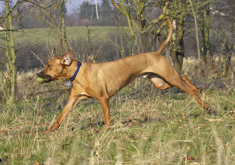 Animal, Animals, Ball, Canine, Canines, Dog, Dogs, Land Mammal, Land Mammals, Play, Playing, Playtime, Rhodesian, Ridgeback, Run, Running, Simba, Terrestrial Mammal, Terrestrial Mammals
