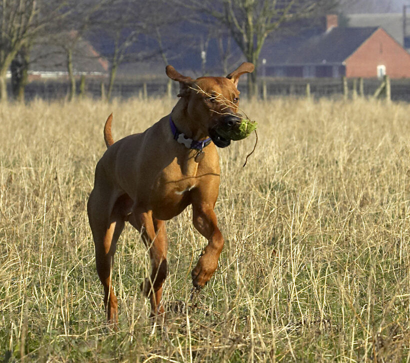 Animal, Animals, Canine, Canines, Dog, Dogs, Land Mammal, Land Mammals, Play, Playing, Playtime, Rhodesian, Ridgeback, Simba, Terrestrial Mammal, Terrestrial Mammals