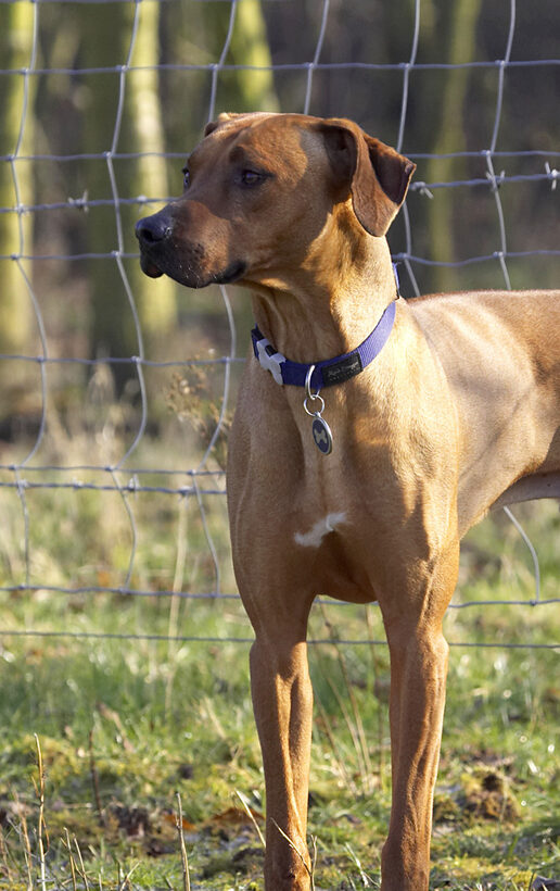 Animal, Animals, Canine, Canines, Dog, Dogs, Land Mammal, Land Mammals, Play, Playing, Playtime, Rhodesian, Ridgeback, Simba, Terrestrial Mammal, Terrestrial Mammals