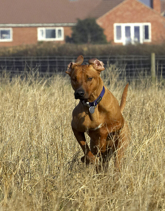 Animal, Animals, Canine, Canines, Dog, Dogs, Land Mammal, Land Mammals, Play, Playing, Playtime, Rhodesian, Ridgeback, Simba, Terrestrial Mammal, Terrestrial Mammals
