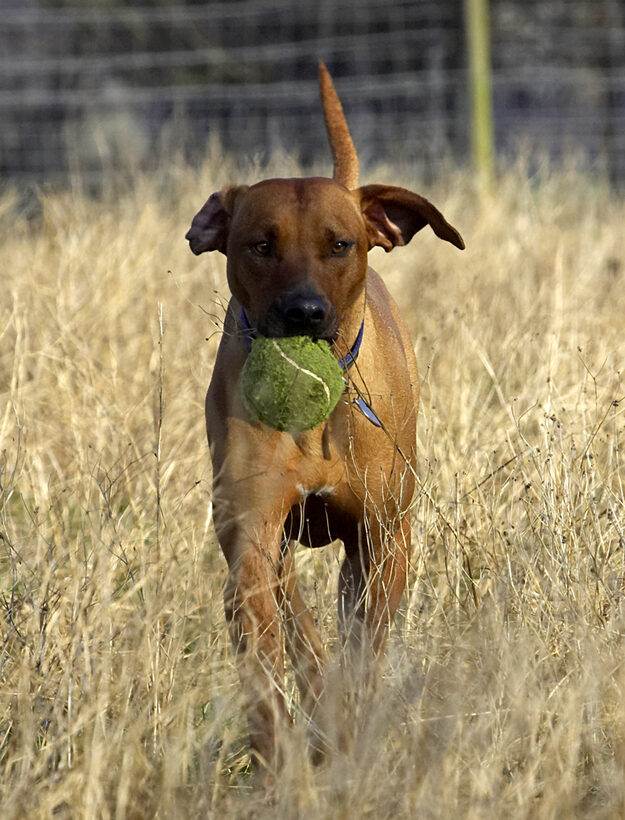 Animal, Animals, Canine, Canines, Dog, Dogs, Land Mammal, Land Mammals, Play, Playing, Playtime, Rhodesian, Ridgeback, Simba, Terrestrial Mammal, Terrestrial Mammals