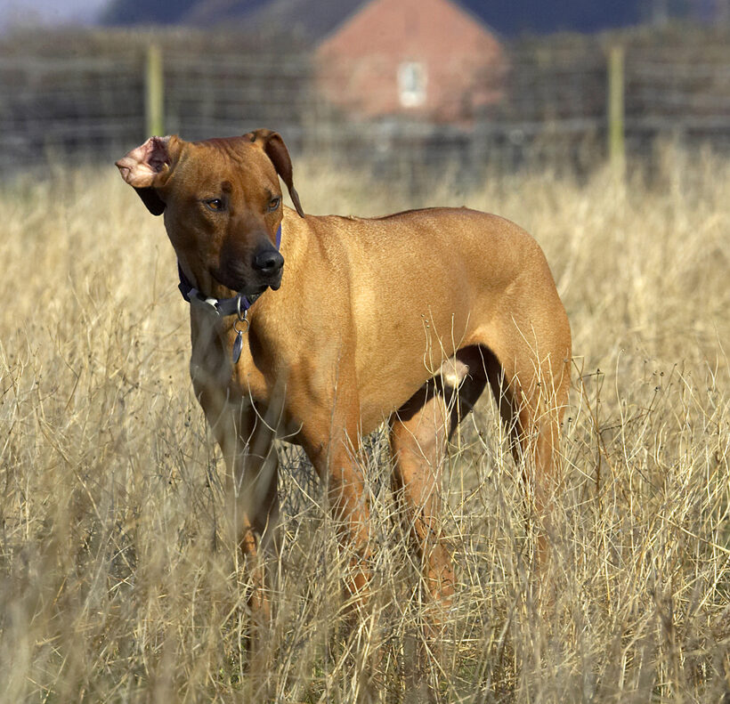 Animal, Animals, Canine, Canines, Dog, Dogs, Land Mammal, Land Mammals, Play, Playing, Playtime, Rhodesian, Ridgeback, Simba, Terrestrial Mammal, Terrestrial Mammals