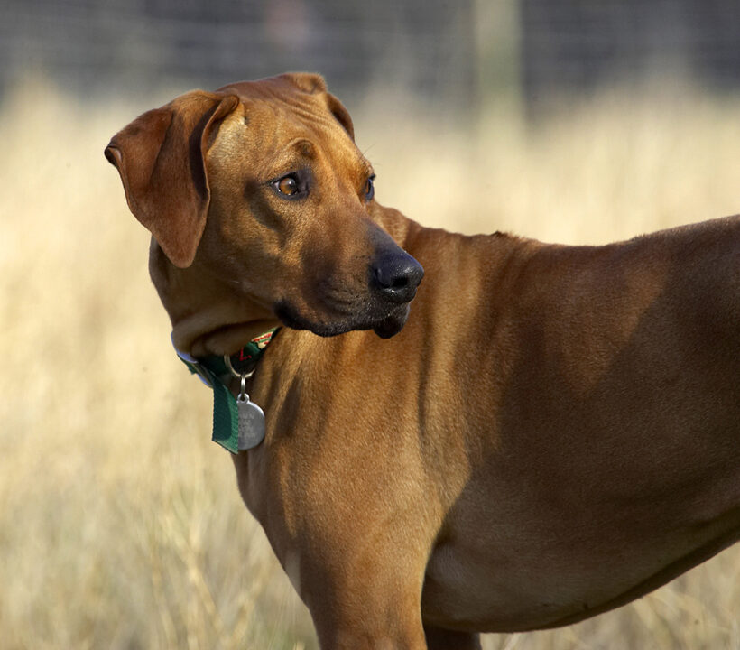 Animal, Animals, Canine, Canines, Dog, Dogs, Kila, Land Mammal, Land Mammals, Play, Playing, Playtime, Rhodesian, Ridgeback, Terrestrial Mammal, Terrestrial Mammals