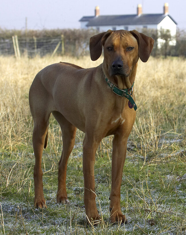 Animal, Animals, Canine, Canines, Dog, Dogs, Kila, Land Mammal, Land Mammals, Play, Playing, Playtime, Rhodesian, Ridgeback, Terrestrial Mammal, Terrestrial Mammals