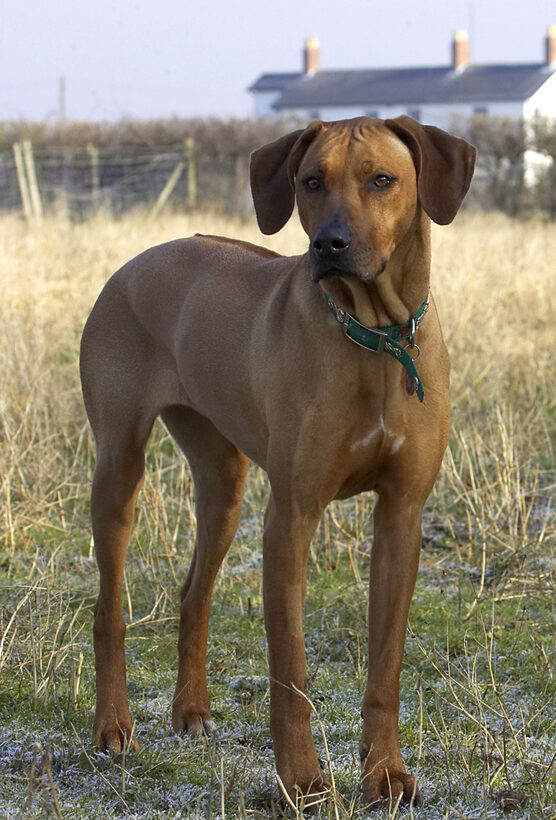 Animal, Animals, Canine, Canines, Dog, Dogs, Kila, Land Mammal, Land Mammals, Play, Playing, Playtime, Rhodesian, Ridgeback, Terrestrial Mammal, Terrestrial Mammals