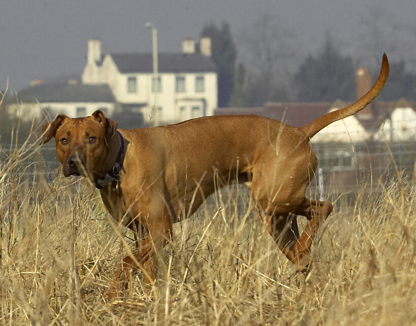 Animal, Animals, Canine, Canines, Dog, Dogs, Land Mammal, Land Mammals, Play, Playing, Playtime, Rhodesian, Ridgeback, Simba, Terrestrial Mammal, Terrestrial Mammals
