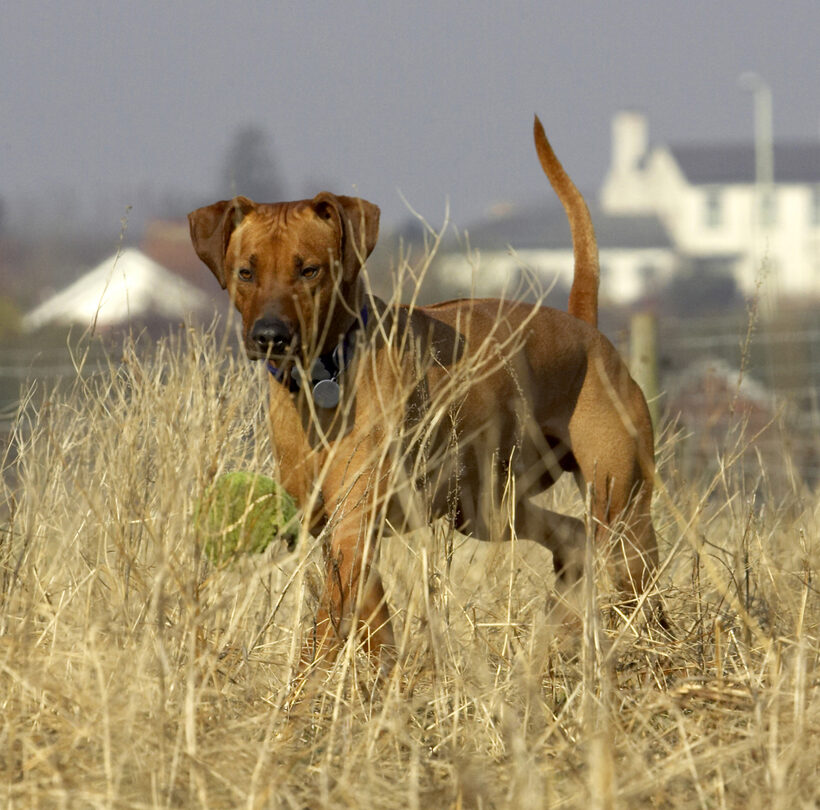 Animal, Animals, Ball, Canine, Canines, Dog, Dogs, Land Mammal, Land Mammals, Play, Playing, Playtime, Rhodesian, Ridgeback, Simba, Terrestrial Mammal, Terrestrial Mammals