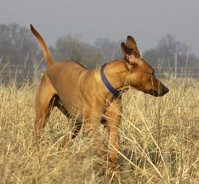 Animal, Animals, Canine, Canines, Dog, Dogs, Land Mammal, Land Mammals, Play, Playing, Playtime, Rhodesian, Ridgeback, Simba, Terrestrial Mammal, Terrestrial Mammals