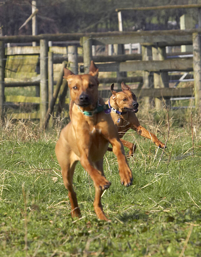 Animal, Animals, Best, Canine, Canines, Dog, Dogs, Friends, Kila, Land Mammal, Land Mammals, Play, Playing, Playtime, Rhodesian, Ridgeback, Simba, Terrestrial Mammal, Terrestrial Mammals