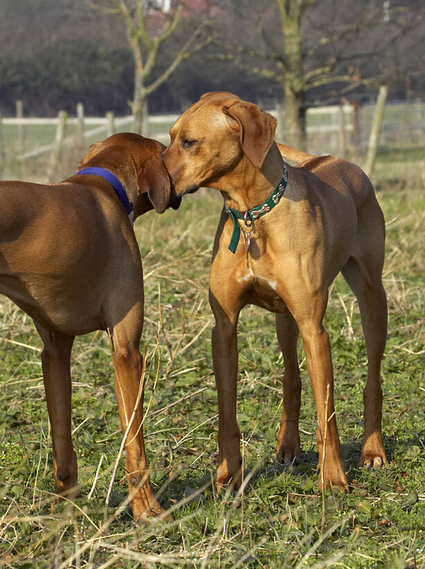 Animal, Animals, Best, Canine, Canines, Dog, Dogs, Friends, Kila, Land Mammal, Land Mammals, Play, Playing, Playtime, Rhodesian, Ridgeback, Simba, Terrestrial Mammal, Terrestrial Mammals