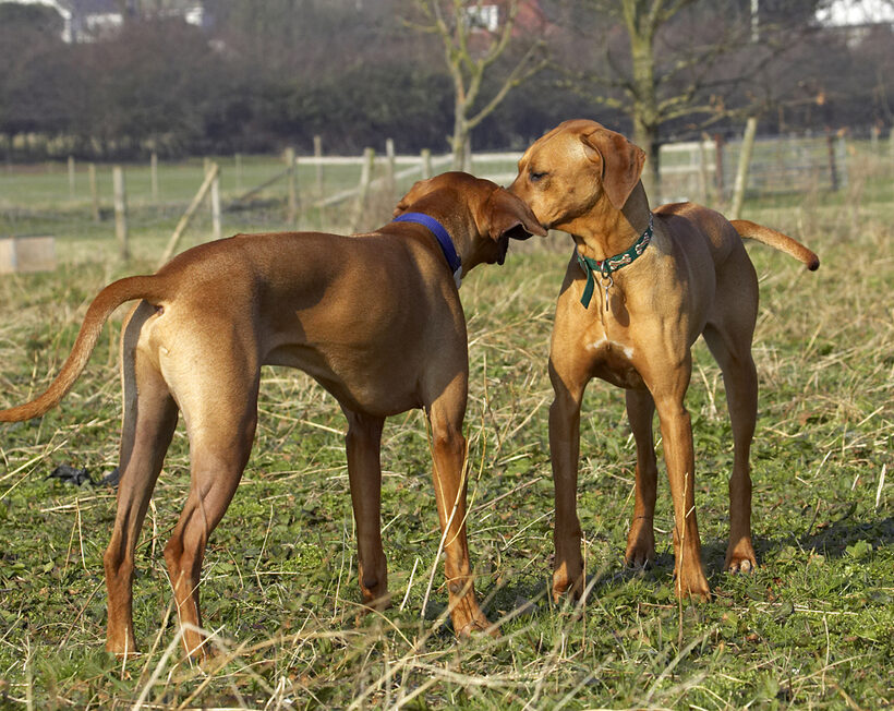 Animal, Animals, Best, Canine, Canines, Dog, Dogs, Friends, Kila, Land Mammal, Land Mammals, Play, Playing, Playtime, Rhodesian, Ridgeback, Simba, Terrestrial Mammal, Terrestrial Mammals