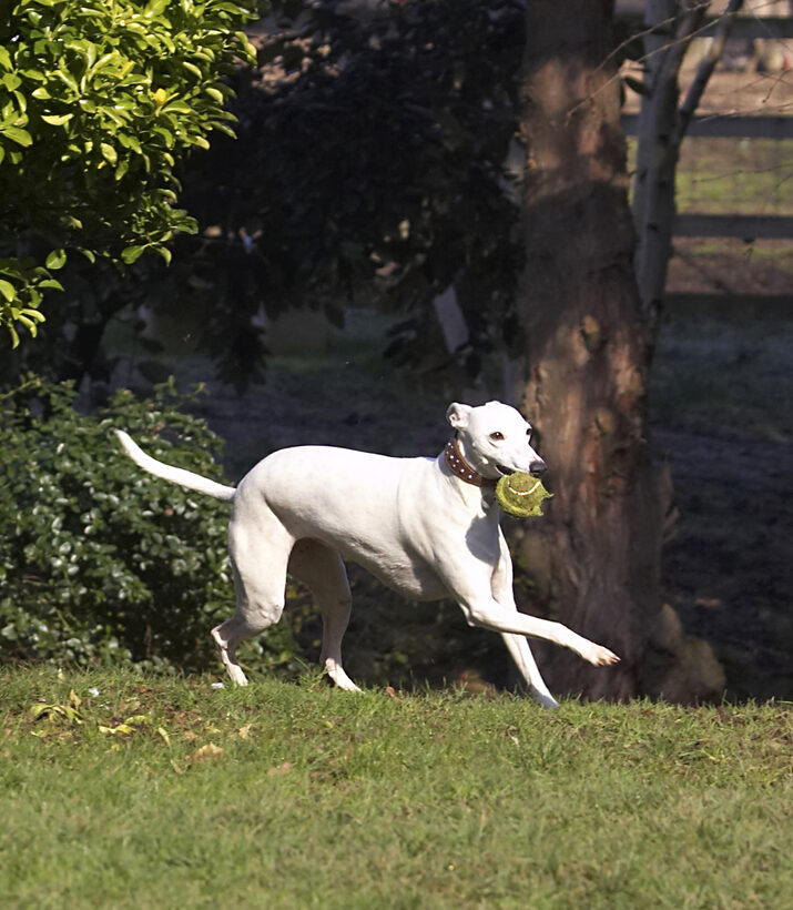 Animal, Animals, Ball, Canine, Canines, Dog, Dogs, Land Mammal, Land Mammals, Mabel, Play, Playing, Playtime, Run, Running, Terrestrial Mammal, Terrestrial Mammals, Whippet, Whippets
