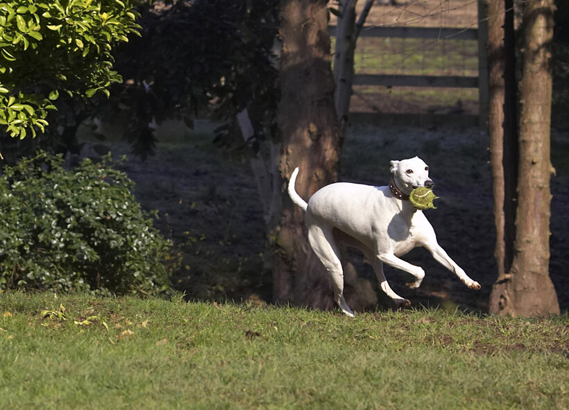 Animal, Animals, Ball, Canine, Canines, Dog, Dogs, Land Mammal, Land Mammals, Mabel, Play, Playing, Playtime, Run, Running, Terrestrial Mammal, Terrestrial Mammals, Whippet, Whippets