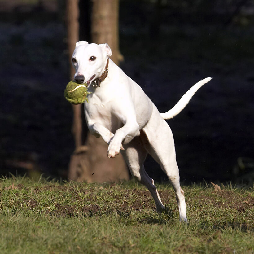 Animal, Animals, Ball, Canine, Canines, Dog, Dogs, Jump, Jumping, Land Mammal, Land Mammals, Leap, Leaping, Mabel, Play, Playing, Playtime, Terrestrial Mammal, Terrestrial Mammals, Whippet, Whippets