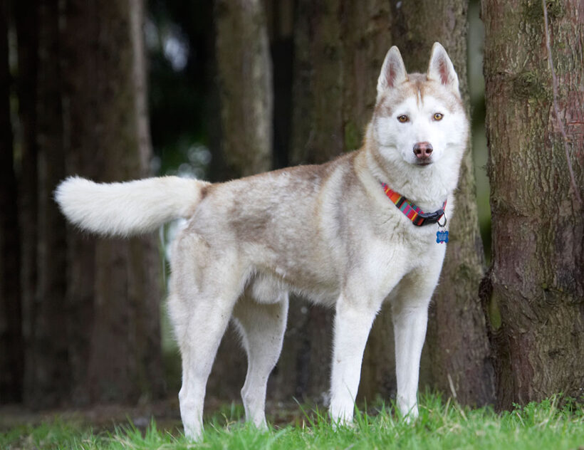 Animal, Animals, Canine, Canines, Casanova, Dog, Dogs, Excalibur, Huskies, Husky, Land Mammal, Land Mammals, Play, Playing, Playtime, Terrestrial Mammal, Terrestrial Mammals