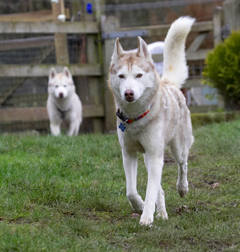 Animal, Animals, Canine, Canines, Casanova, Dog, Dogs, Excalibur, Huskies, Husky, Land Mammal, Land Mammals, Play, Playing, Playtime, Terrestrial Mammal, Terrestrial Mammals