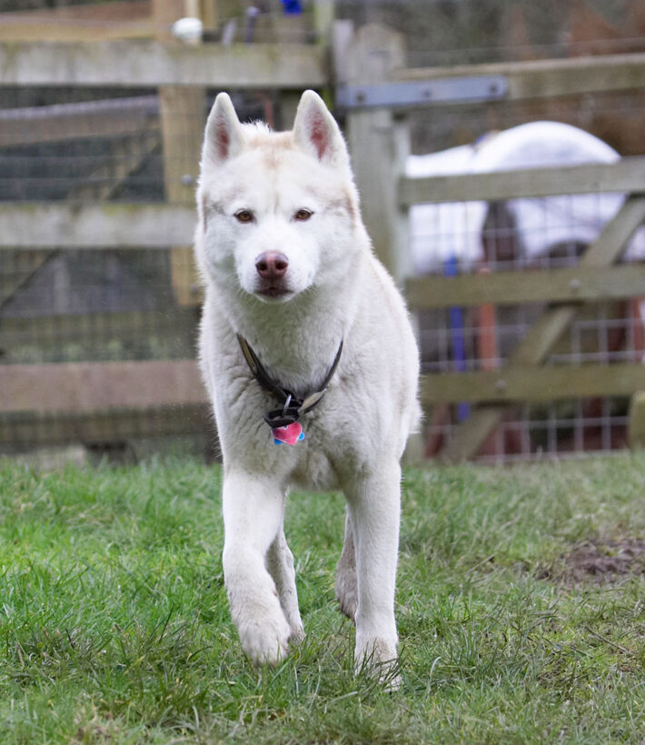 Animal, Animals, Canine, Canines, Casanova, Dog, Dogs, Excalibur, Huskies, Husky, Land Mammal, Land Mammals, Play, Playing, Playtime, Terrestrial Mammal, Terrestrial Mammals