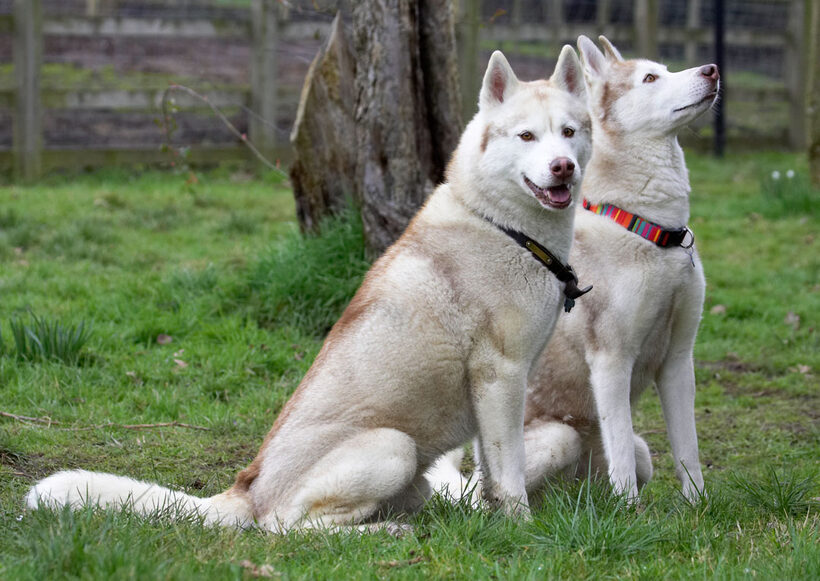 Animal, Animals, Best, Canine, Canines, Casanova, Dog, Dogs, Excalibur, Friends, Huskies, Husky, Land Mammal, Land Mammals, Play, Playing, Playtime, Terrestrial Mammal, Terrestrial Mammals