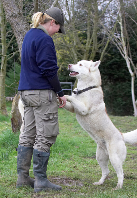Animal, Animals, Becky, Blonde, Canine, Canines, Casanova, Dog, Dogs, Excalibur, Huskies, Husky, Land Mammal, Land Mammals, Play, Playing, Playtime, Terrestrial Mammal, Terrestrial Mammals, Woman