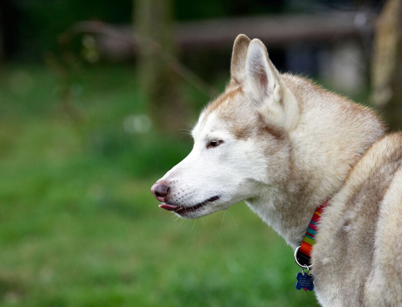 Animal, Animals, Canine, Canines, Casanova, Dog, Dogs, Excalibur, Huskies, Husky, Land Mammal, Land Mammals, Play, Playing, Playtime, Terrestrial Mammal, Terrestrial Mammals, Tongue
