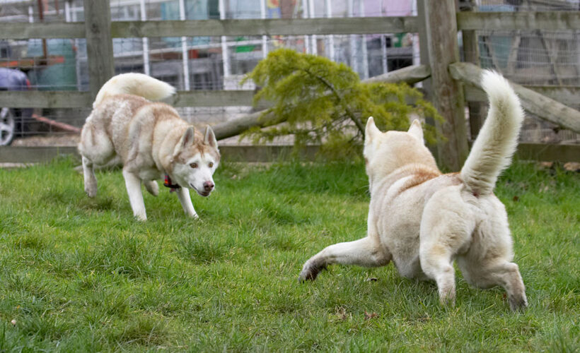 Animal, Animals, Best, Canine, Canines, Casanova, Dog, Dogs, Excalibur, Friends, Huskies, Husky, Land Mammal, Land Mammals, Play, Playing, Playtime, Terrestrial Mammal, Terrestrial Mammals