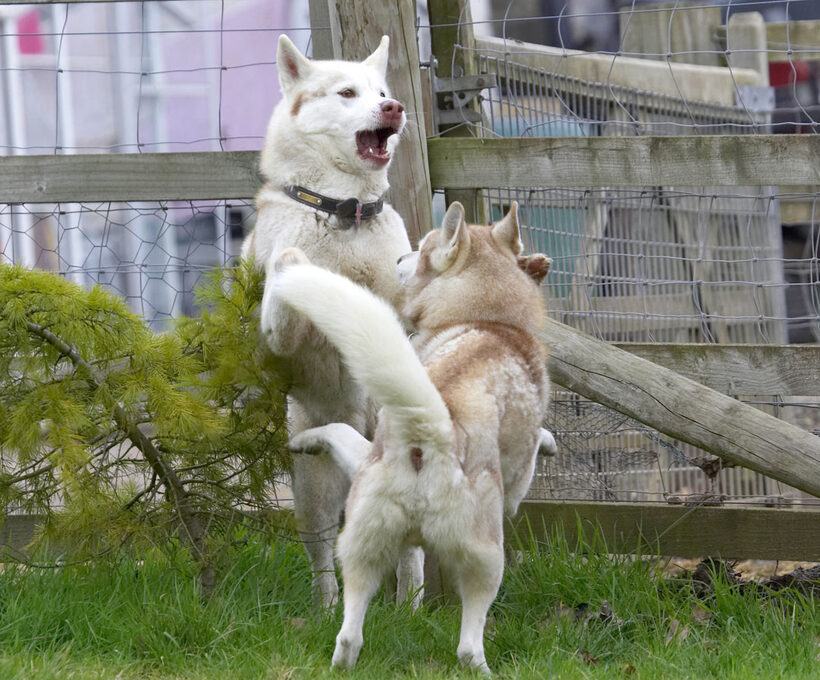 Animal, Animals, Canine, Canines, Casanova, Dog, Dogs, Excalibur, Huskies, Husky, Land Mammal, Land Mammals, Play, Playing, Playtime, Terrestrial Mammal, Terrestrial Mammals
