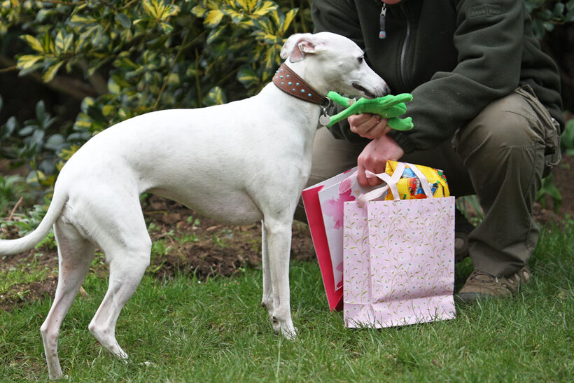 Animal, Animals, Birthday, Canine, Canines, Dog, Dogs, Gifts, Land Mammal, Land Mammals, Mabel, Play, Playing, Playtime, Presents, Terrestrial Mammal, Terrestrial Mammals, Whippet