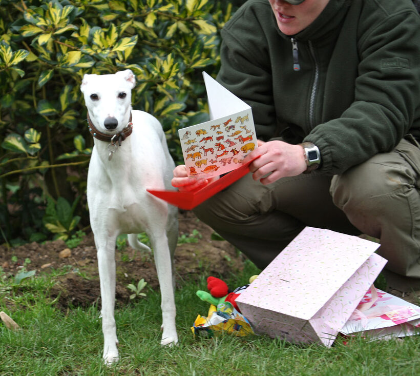 Animal, Animals, Becky, Birthday, Canine, Canines, Card, Dog, Dogs, Gifts, Land Mammal, Land Mammals, Mabel, Play, Playing, Playtime, Presents, Terrestrial Mammal, Terrestrial Mammals, Whippet