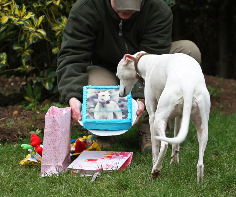 Animal, Animals, Becky, Birthday, Cake, Canine, Canines, Dog, Dogs, Land Mammal, Land Mammals, Mabel, Play, Playing, Playtime, Terrestrial Mammal, Terrestrial Mammals, Whippet
