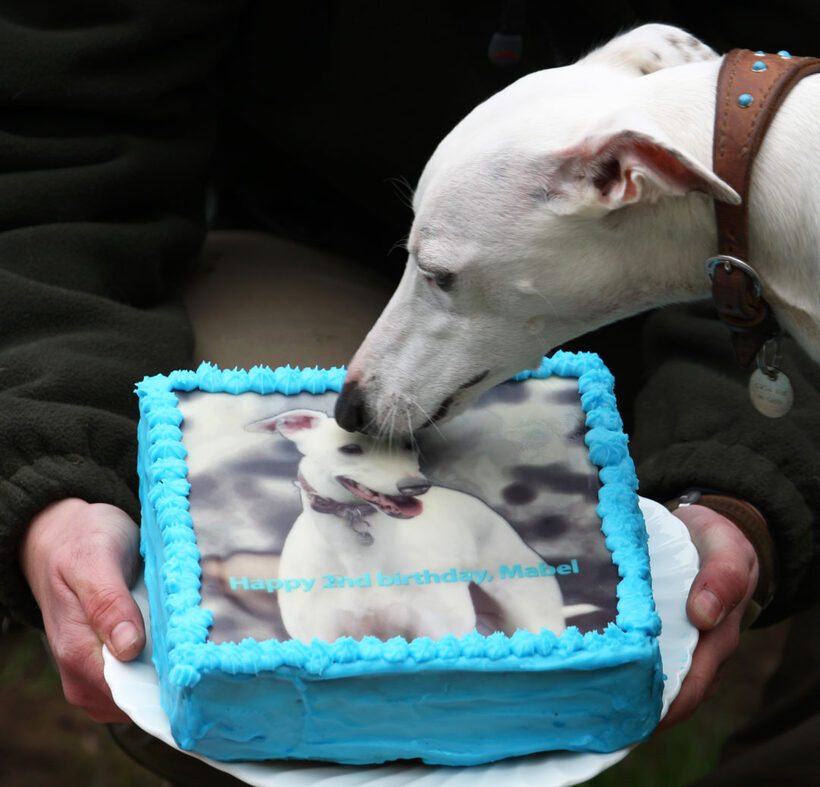 Animal, Animals, Birthday, Cake, Canine, Canines, Dog, Dogs, Land Mammal, Land Mammals, Mabel, Play, Playing, Playtime, Terrestrial Mammal, Terrestrial Mammals, Whippet