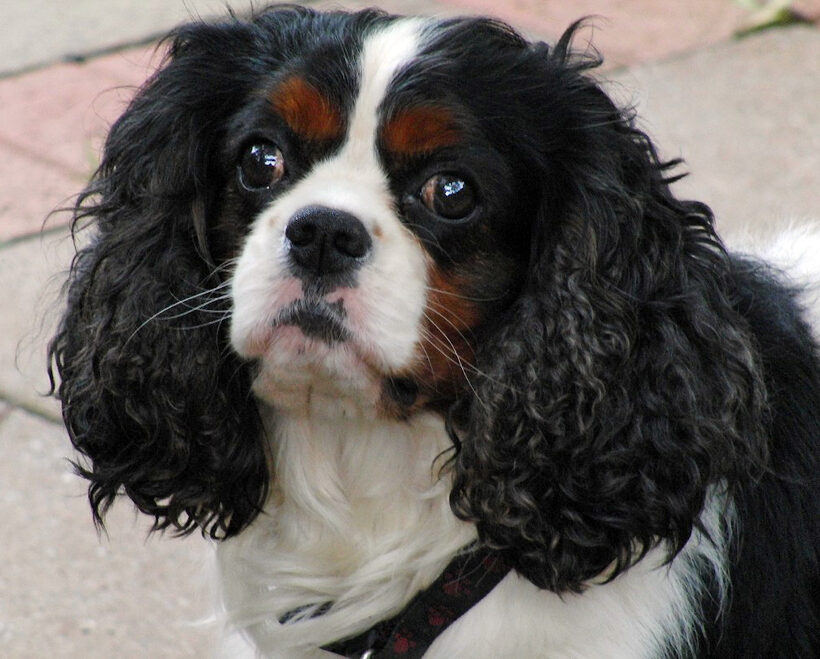Campbell, Dog, Dogs, King Charles Spaniel, Spaniels