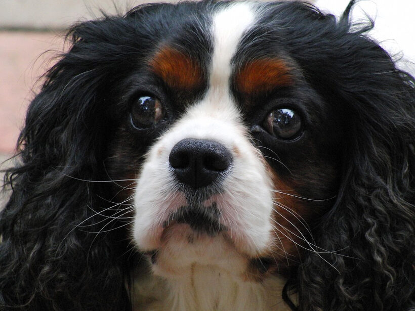 Campbell, Dog, Dogs, King Charles Spaniel, Spaniels