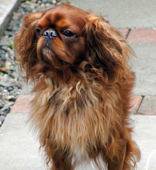 Benjie, Dog, Dogs, King Charles Spaniel, Spaniels