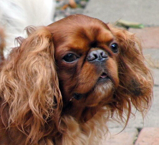 Benjie, Dog, Dogs, King Charles Spaniel, Spaniels