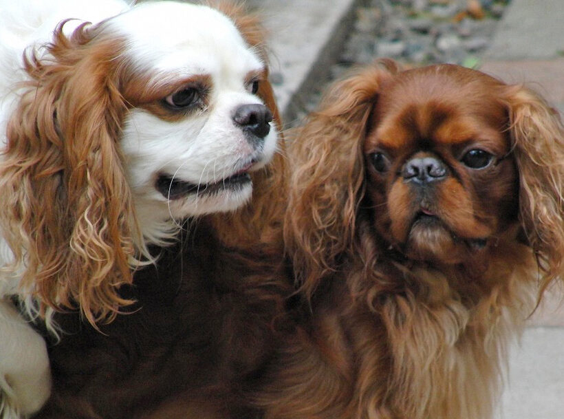 Benjie, Dog, Dogs, King Charles Spaniel, Spaniels, victor
