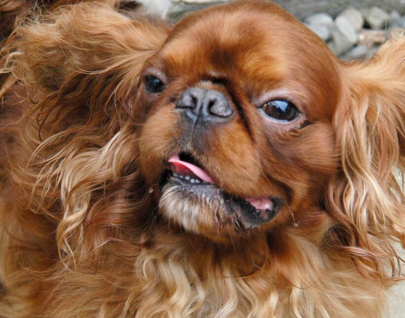 Benjie, Dog, Dogs, King Charles Spaniel, Spaniels