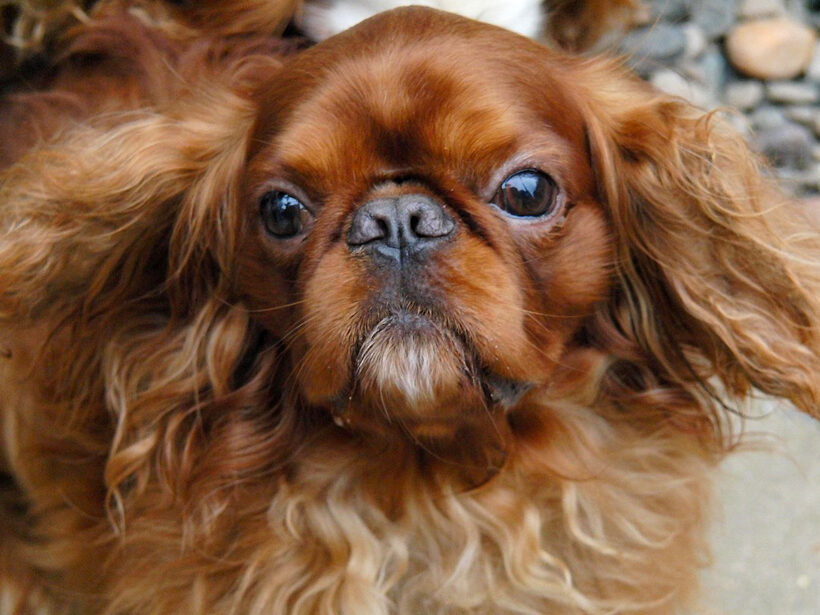 Benjie, Dog, Dogs, King Charles Spaniel, Spaniels