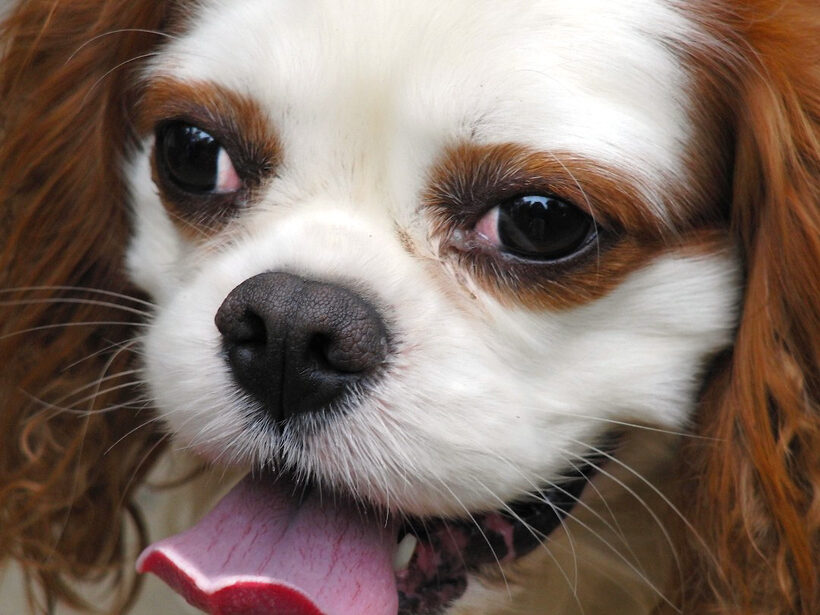 Dog, Dogs, King Charles Spaniel, Smile, Smiling, Spaniels, tongue, Victor