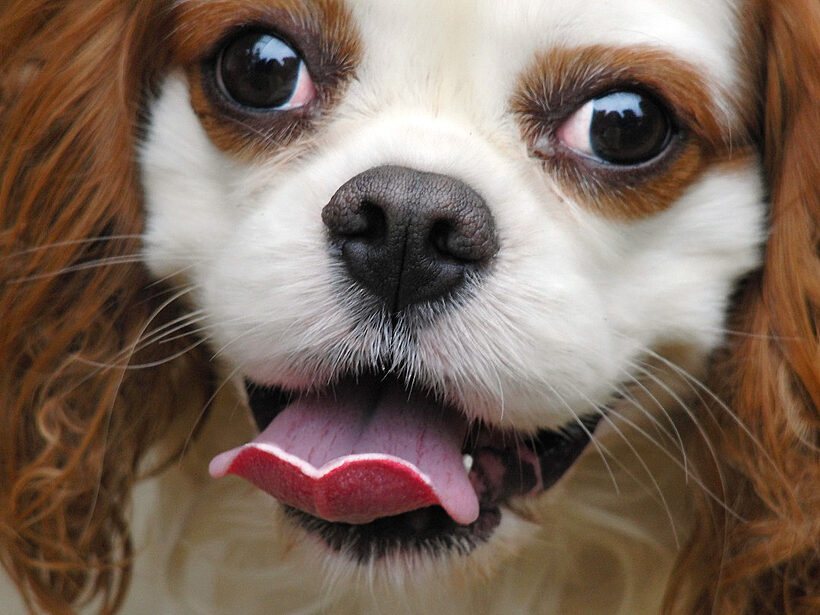 Dog, Dogs, King Charles Spaniel, Smile, Smiling, Spaniels, tongue, Victor